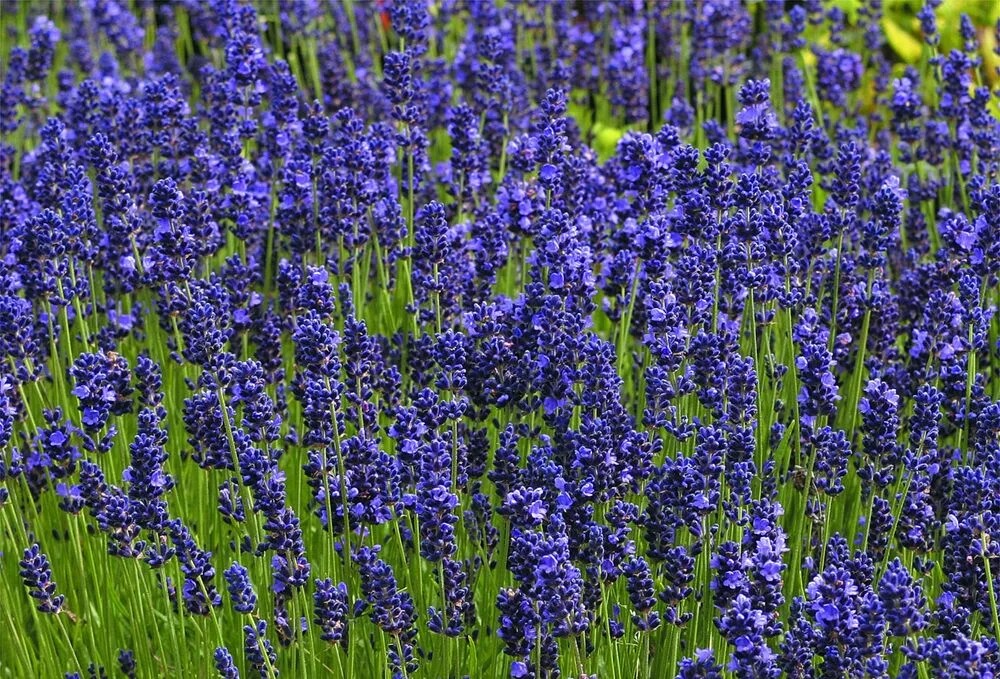 Купить саженцы лаванды "Hidcote Blue" (Хидкот Блу)
