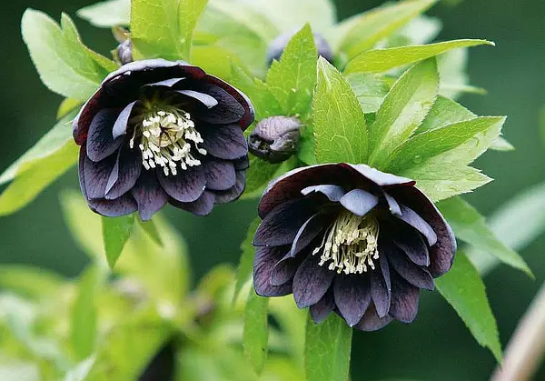 Купить морозник "Double Slaty Blue" (Дабл Слети Блу)