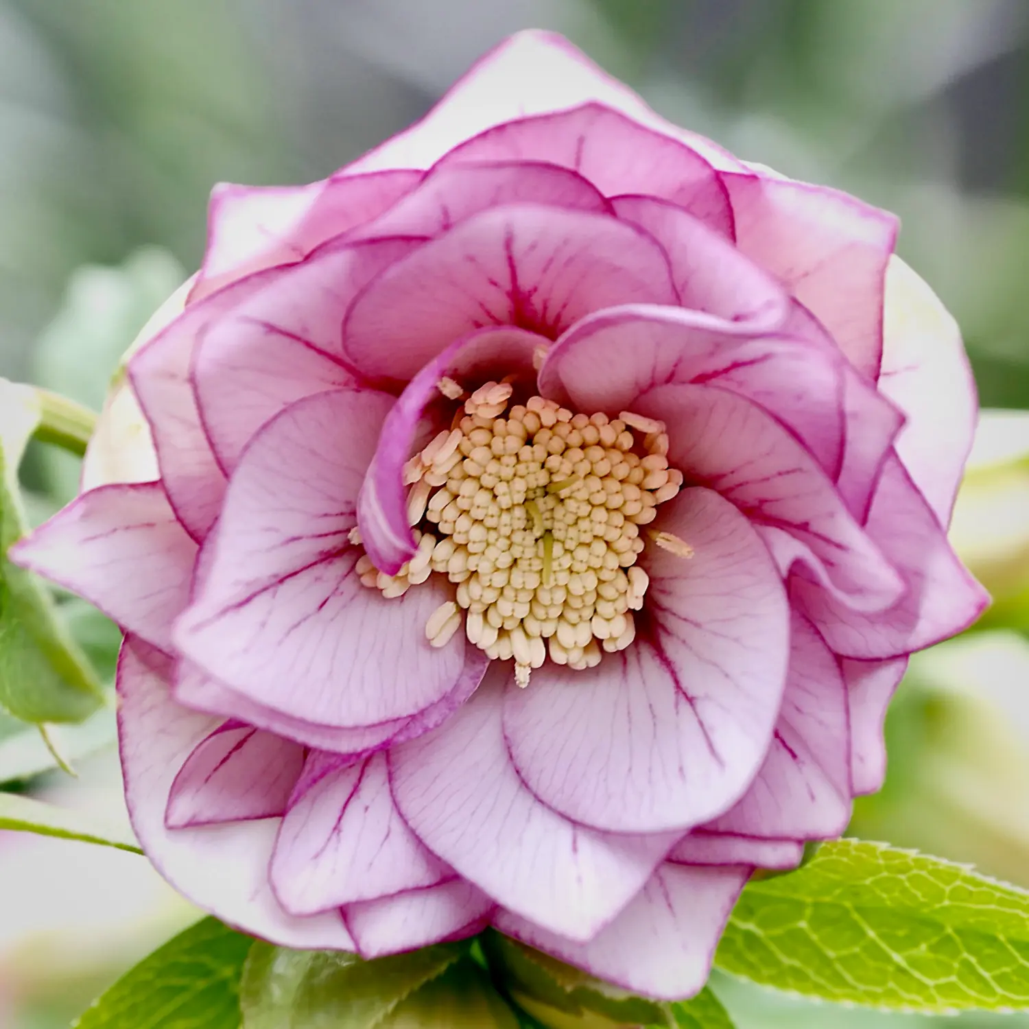 Купить морозник "Double Picotee Pink" (Дабл Пикоти Пинк)