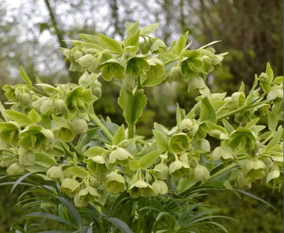Купить морозник Yellow Wilgenbroek (Еллов Вильгенброк)
