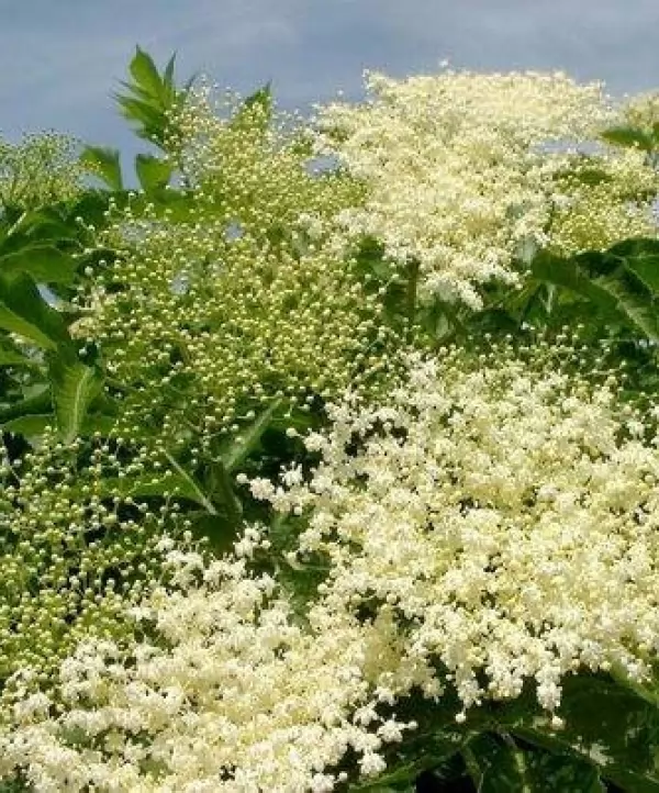 Бузина "Haschberg" (Хашберг)