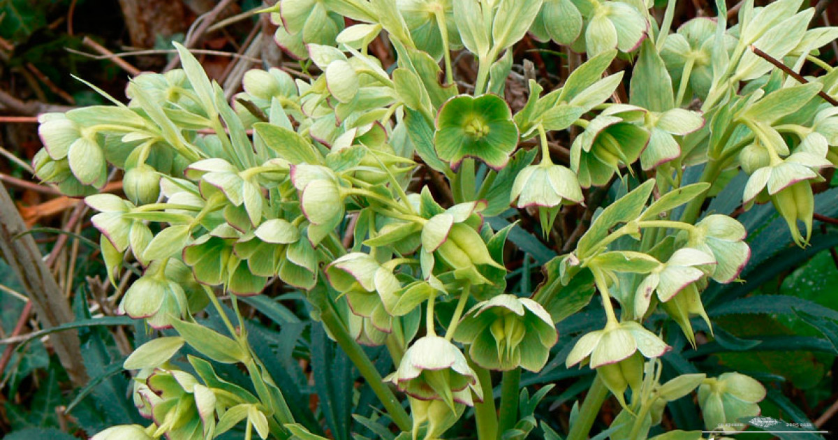 Купить морозник Yellow Wilgenbroek (Еллов Вильгенброк)