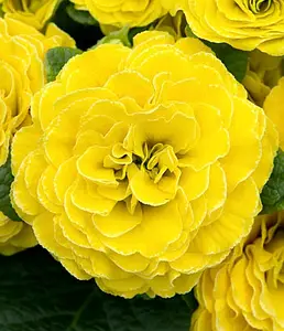 Примула "Sunny Yellow" (Санни Йеллоу)