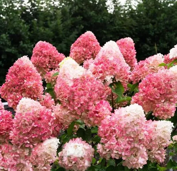 Гортензія волотиста "Living Pink and Rose" (Лівінг Пінк енд Роуз)