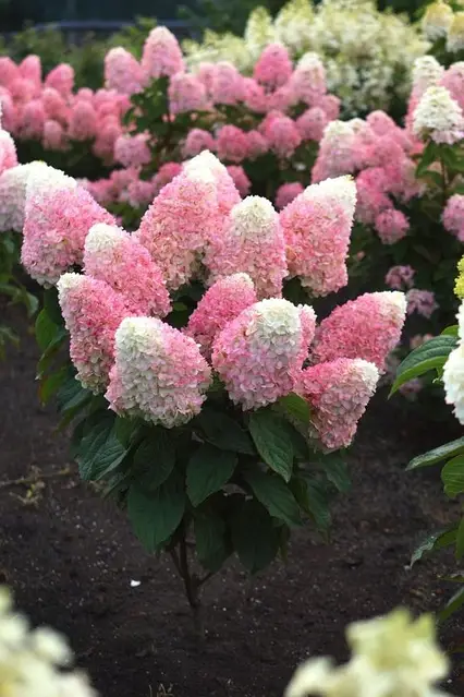 Гортензія волотиста "Living Pink and Rose" (Лівінг Пінк енд Роуз)