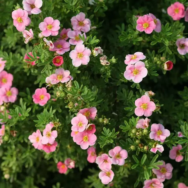 Лапчатка "Pink Paradise" (Пинк Парадайз)