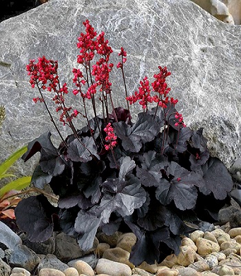 Гейхера "Black Forest Cake" (Блек Форест Кейк)