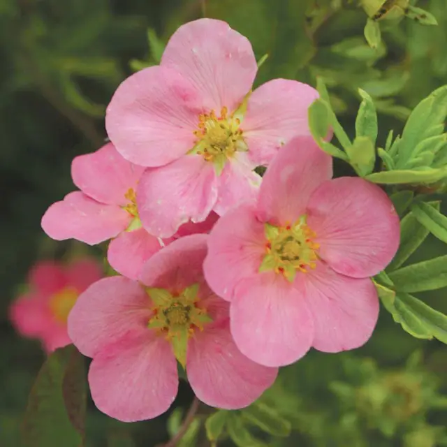 Перстач "Pink Beauty" (Пінк Б’юті)