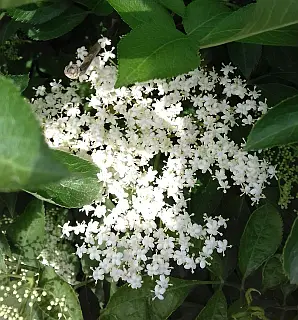 Бузина "Sampo" (Сампо)