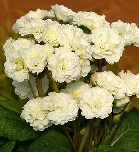 Примула "Frosty White" (Фрости Уайт)