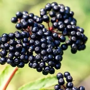 Бузина "Haidegg" (Хайдег)