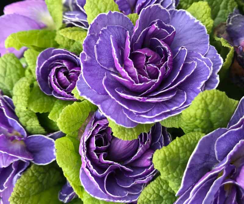 Примула "Amethyst Ice" (Аметист Айс)