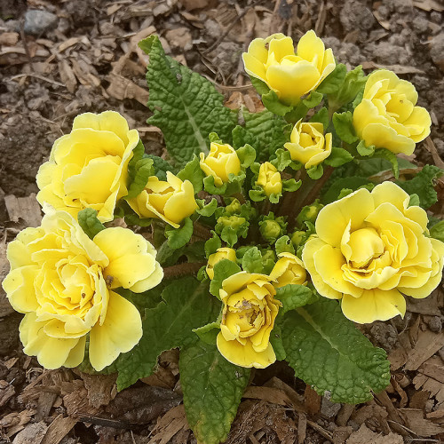 Примула "Buttercup Yellow" (Баттеркап Йеллоу)