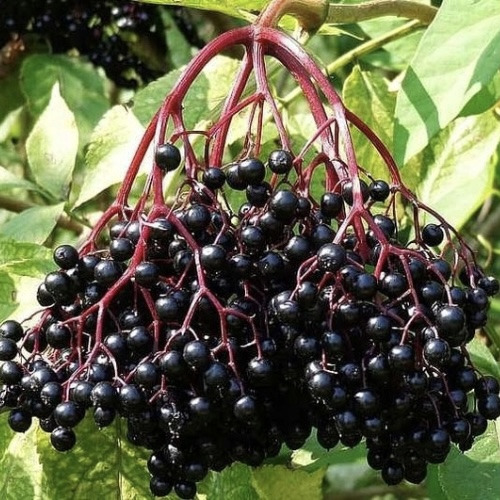 Бузина "Sampo" (Сампо)