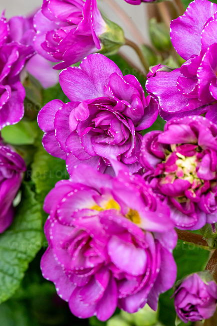 Примула "Deep Lilac" (Дип Лайлак)