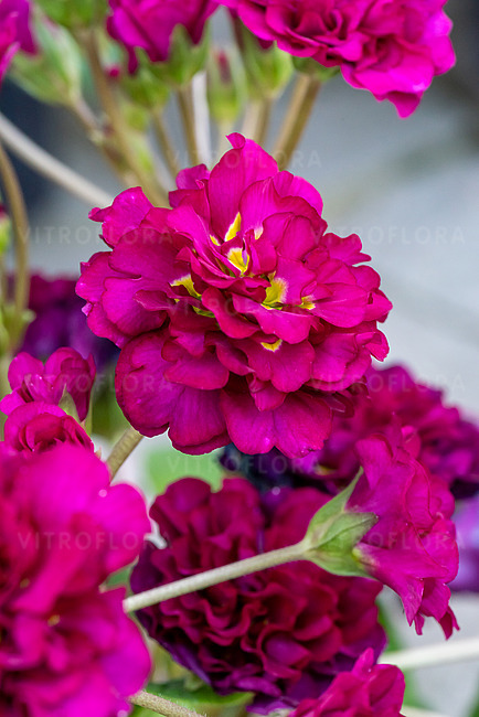 Примула "Burgundy" (Бургундия)