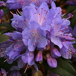Рододендрон "Blue Tit" (Блу Тіт)