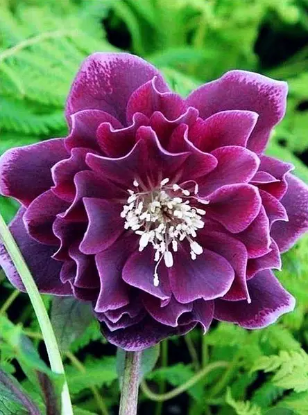 Купить морозник "Double Aubergine White Edge" (Дабл Оберджин Уайт Эдж)