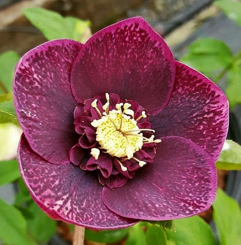Купить морозник "Anemone purple-red" (Анемона пурпул-ред)