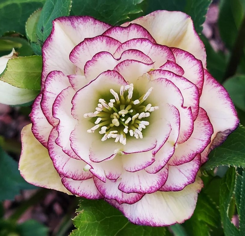 Купить морозник "Double White with Purple Edge" (Дабл Уайт воз Пурпул Эдж)