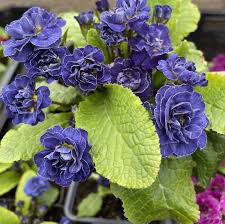Примула "Baltic Blue" (Балтик Блу)