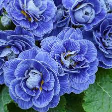 Примула "Baltic Blue" (Балтик Блу)