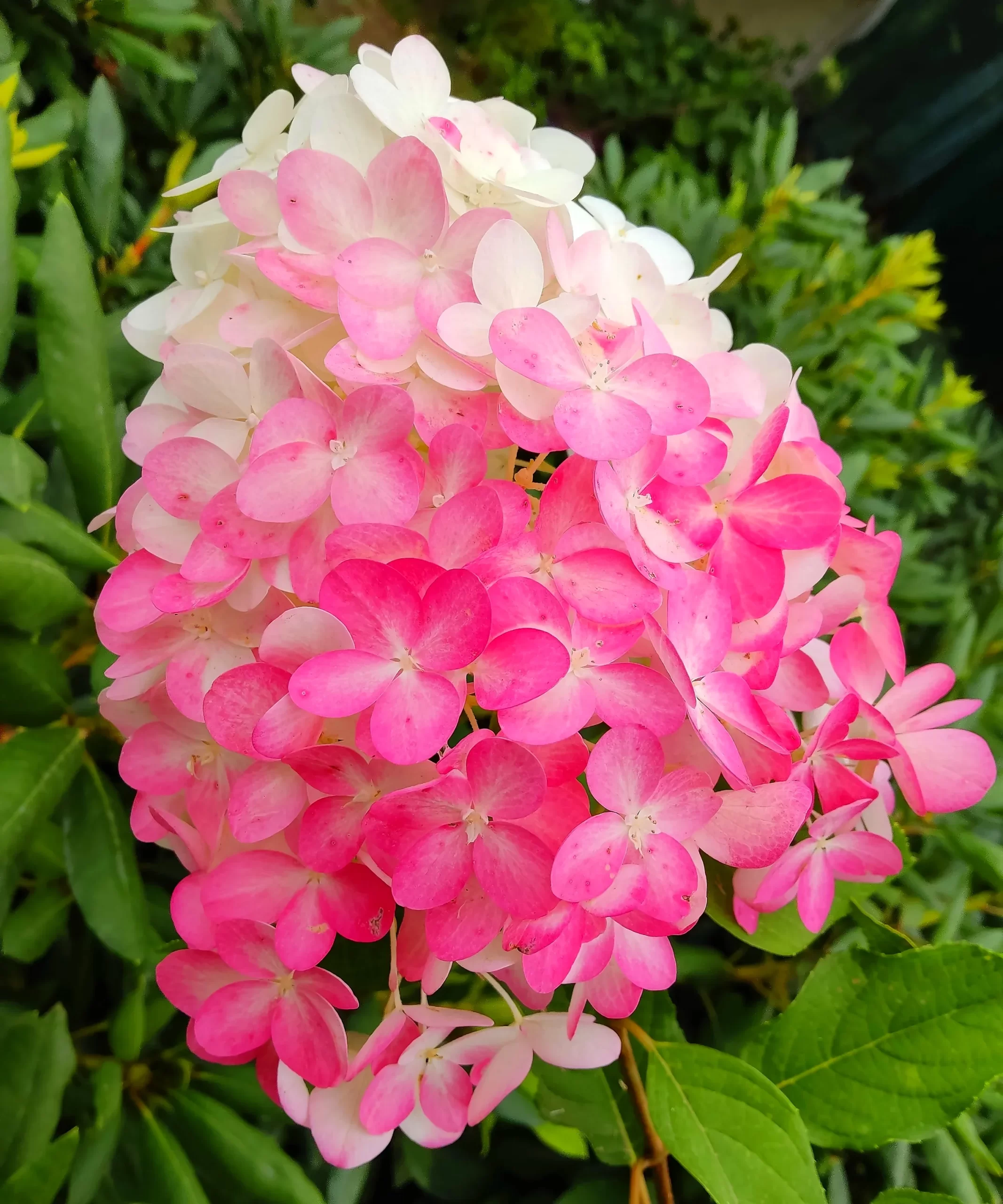 Гортензія волотиста "Living Pink and Rose" (Лівінг Пінк енд Роуз)