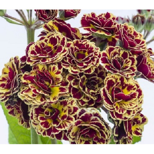 Примула "Persian Weave" (Персиан Вив)
