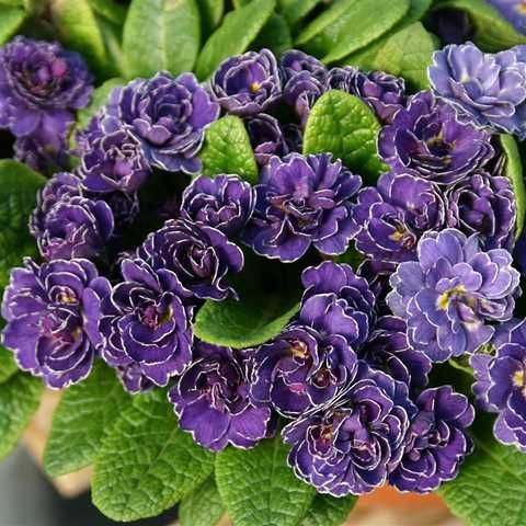 Примула "Amethyst Ice" (Аметист Айс)