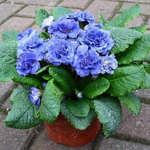 Примула "Baltic Blue" (Балтик Блу)