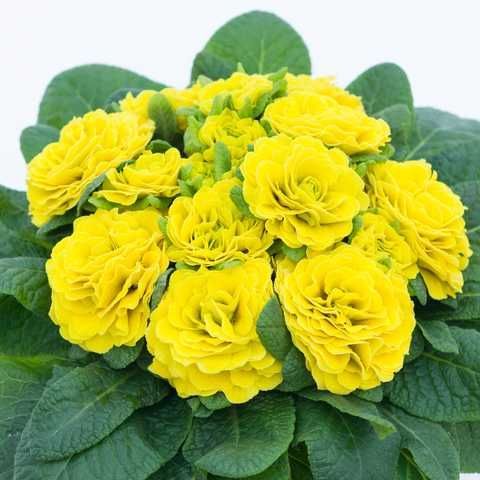 Примула "Day-Glo Yellow" (Дэй-Гло Йеллоу)