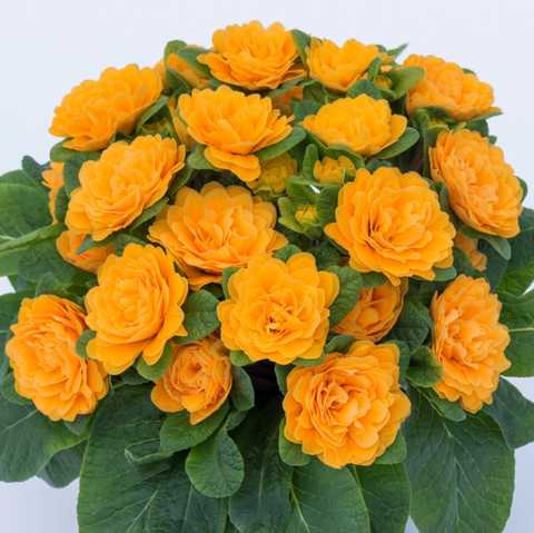 Примула "Mandarin" (Мандарин)