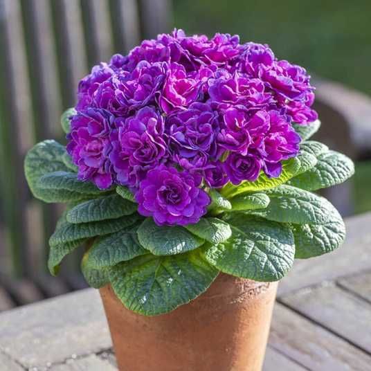 Примула "Purple Diamond" (Пурпл Даймонд)