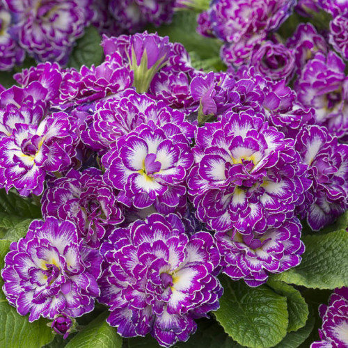 Примула "Purple Dawn" (Перпл Даун)