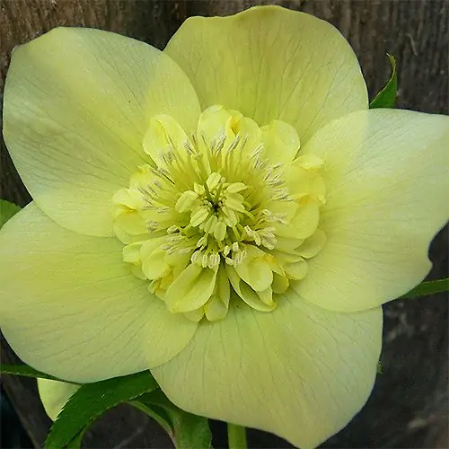 Купить морозник Anemone Super Yellow (Анемона Супер Еллов)