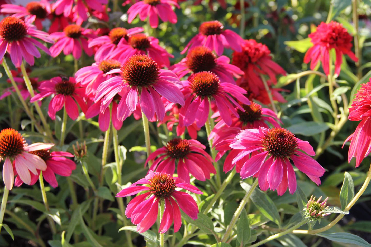 Онлайн порно секс жарыстарын қараңыз Цакайдан келген қыздармен секс