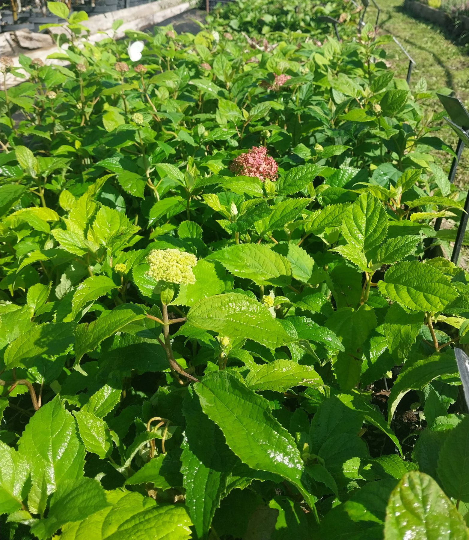 Купити саджанці гортензій деревоподібних