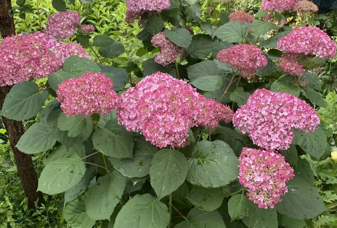 Купити саджанці гортензії деревоподібної Пінк Аннабель 2 самовивозом