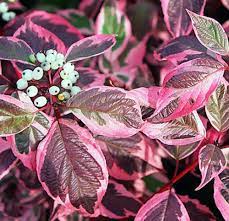 Купити саджанці дерну білого "Sibirica Variegata" (Сибірика Варієгата)
