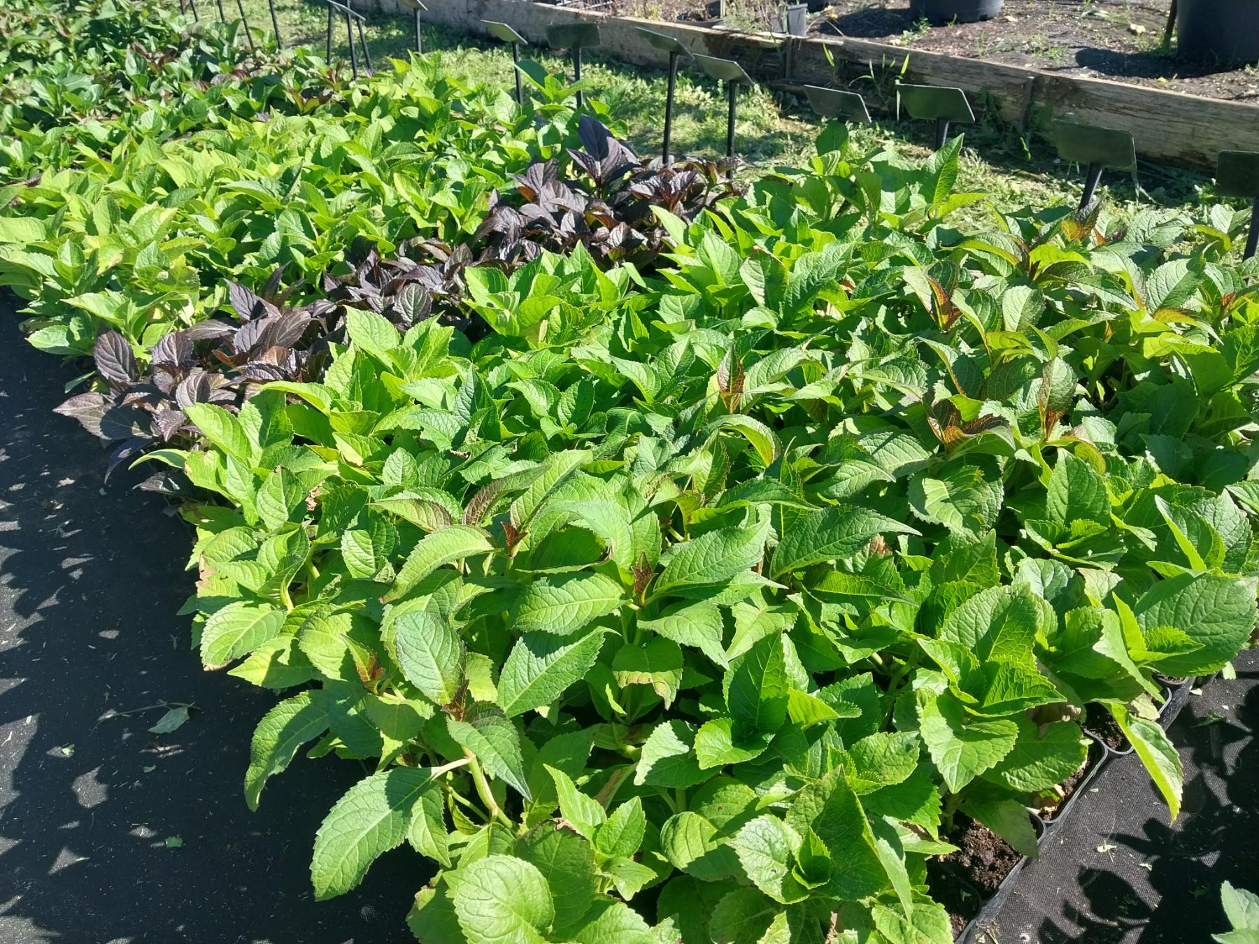 Купить саженцы гортензии крупнолистной "Grunes Gewolbe" (Грюнс Геволб)