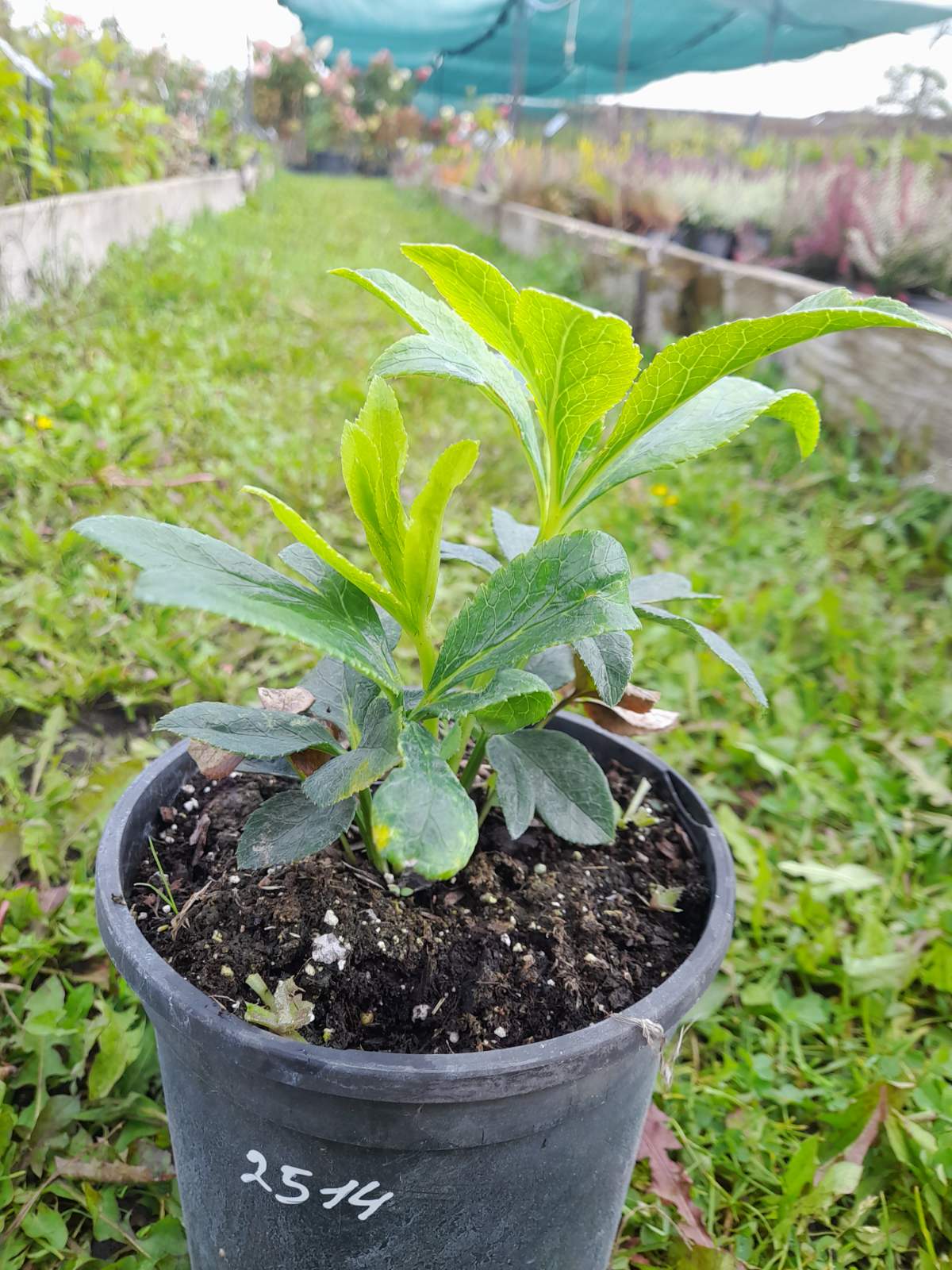 Купить морозник "Double Slaty Blue" (Дабл Слети Блу)