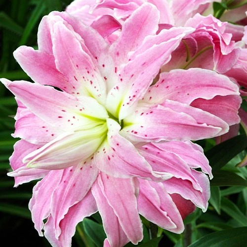 Купити лілію Lotus Elegance (Лотус Елеганс)