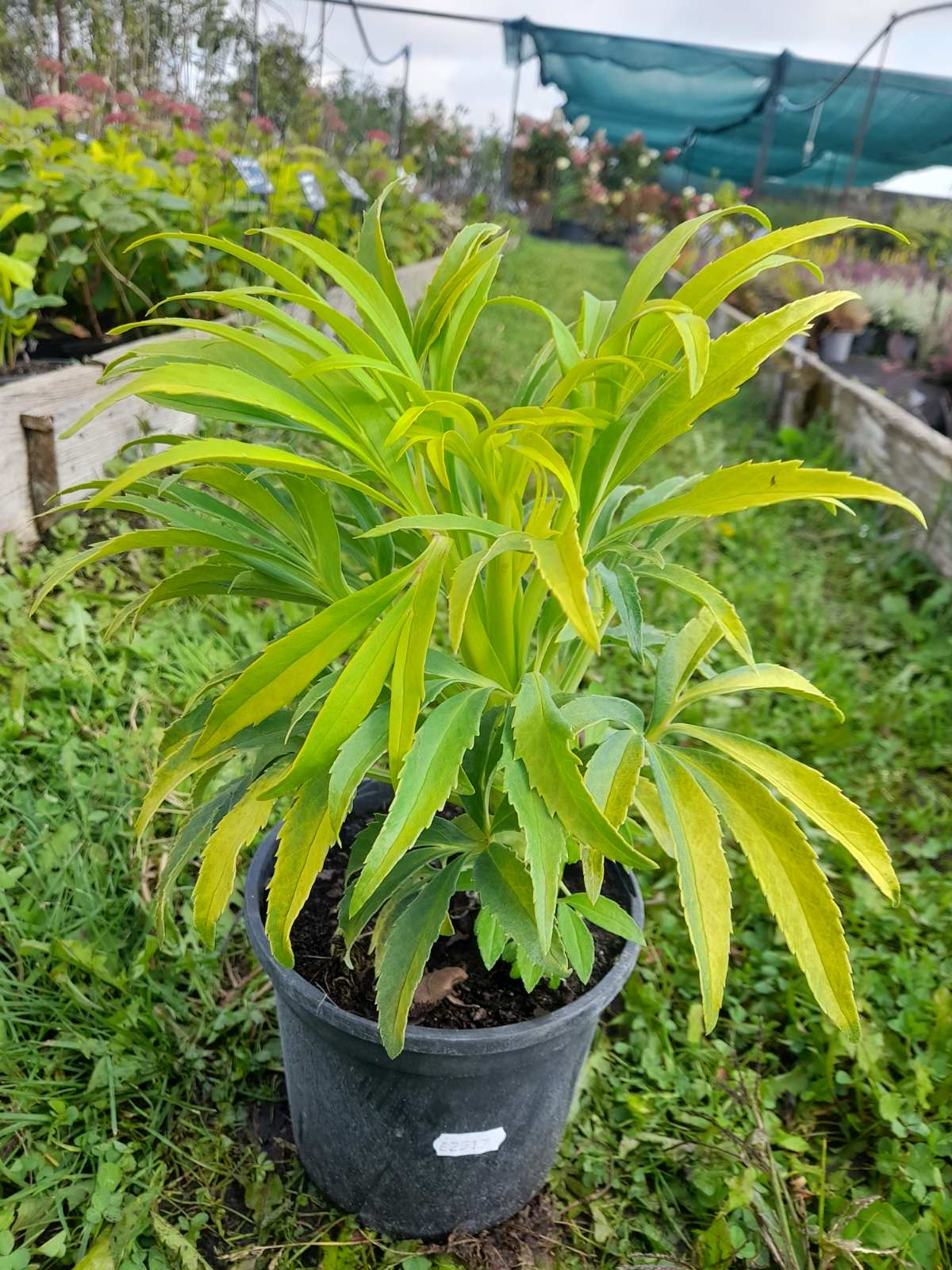 Купить морозник Yellow Wilgenbroek (Еллов Вильгенброк)