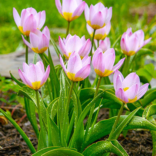 Купить луковицы тюльпан "Bakeri Lilac Wonder" (Бейкери Лилак Вондер)