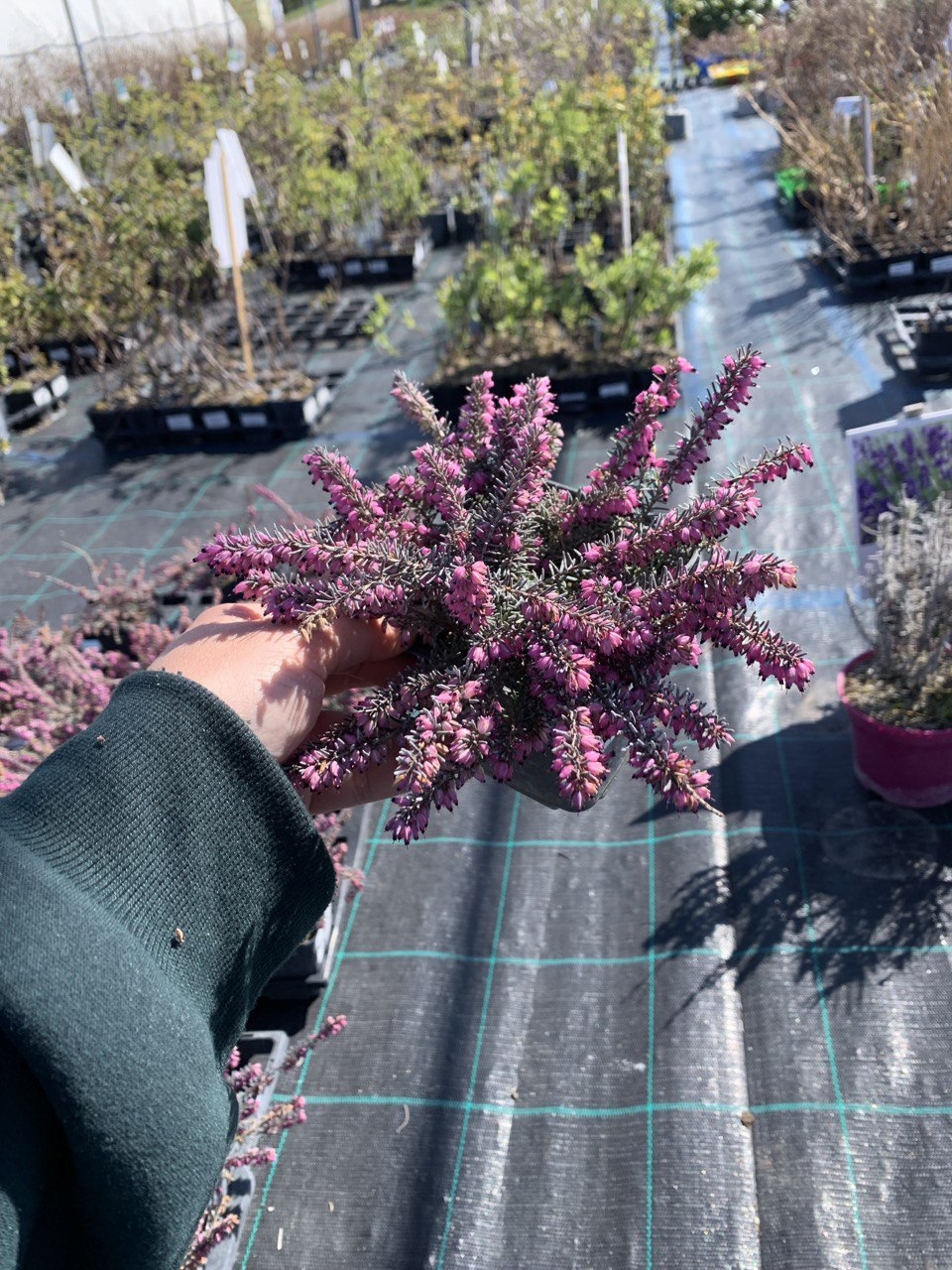 Купить саженцы эрики "Kramer's Rote" (Крамерс Роут) самовывозом