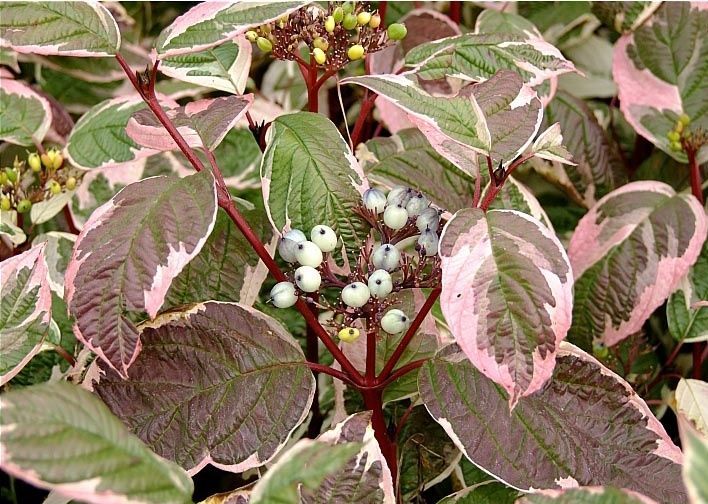 Купити саджанці дерну білого "Sibirica Variegata" (Сибірика Варієгата)