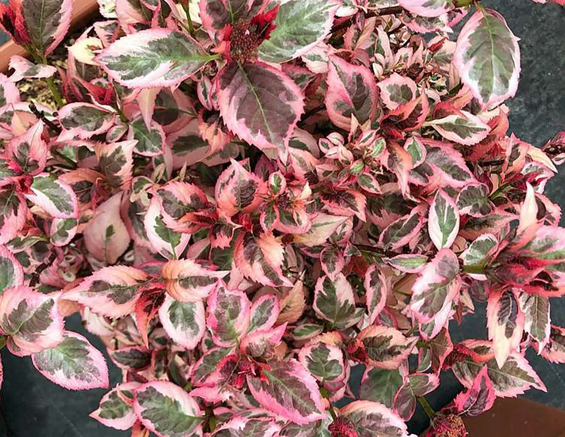 Купить саженцы гортензии пильчатой ​​"Euphoria Pink" (Эйфория Пинк)