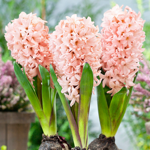 купити Гіацинт Apricot Passion (FЕпрікот Пешн)