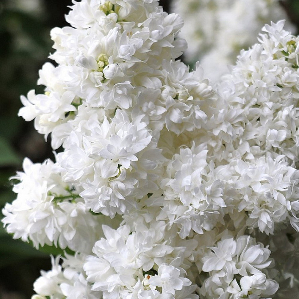 КУпити саджанці бузку Аліса Хардінг 