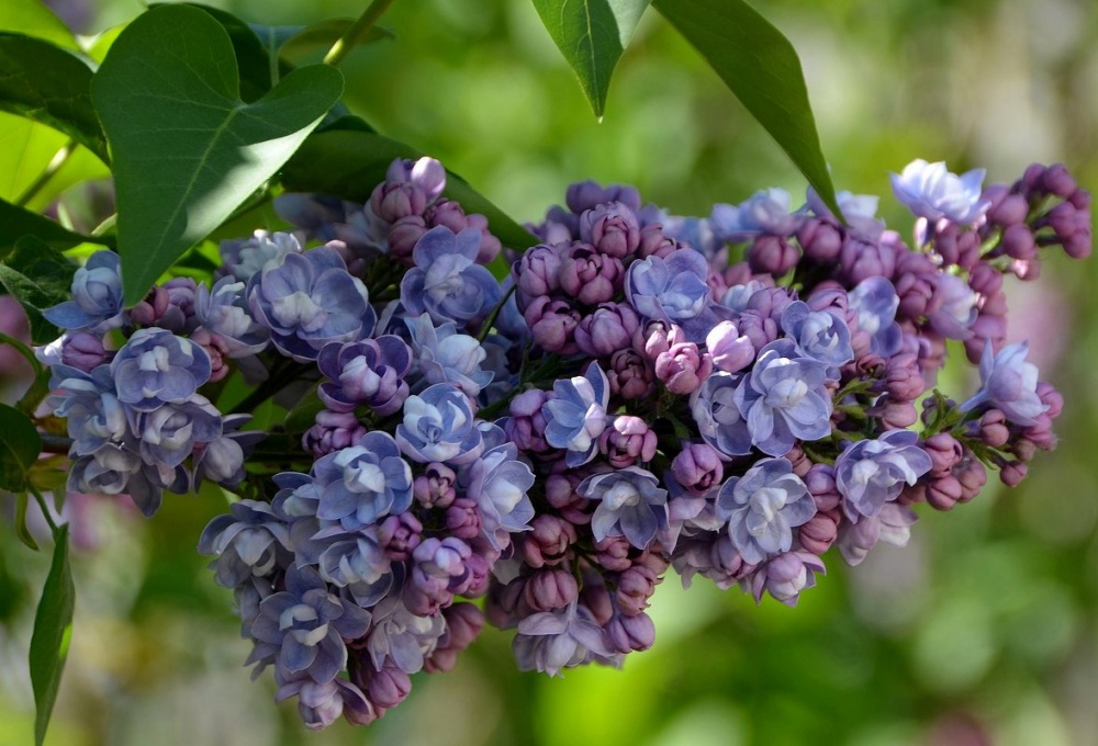 Купити саджанці бузку Амі Шот